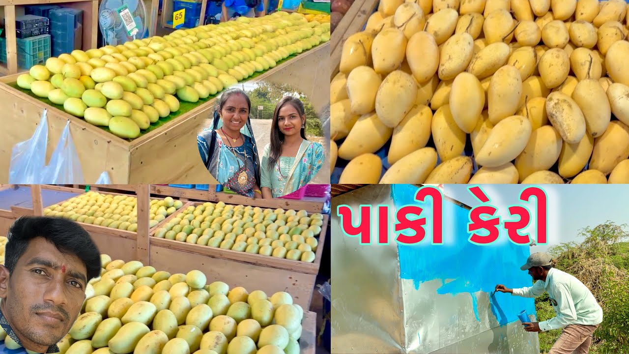 પાકી કેરી બધાય ની પહેલા મે બતાડી 🍋 toilet ko kalar kiya🚻 dhanji ni moj
