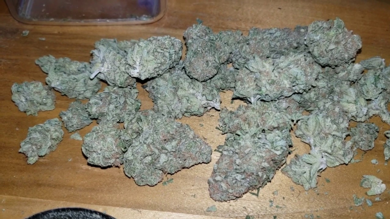 STRAIN REVIEW 093: purple glue - Lowpricebud