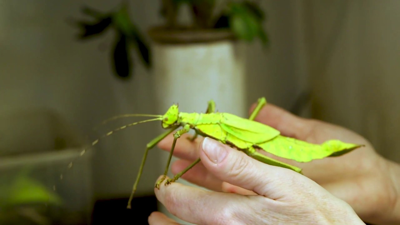 Learn About Bugs at OSU&rsquo;s Insect Adventure
