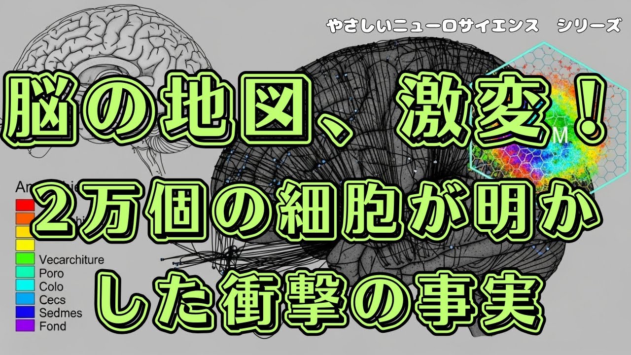 「脳の構造」vs「脳の活動」：どちらが私たちの思考を支配しているのか？【脳科学　神経科学　脳の階層構造　意思決定】