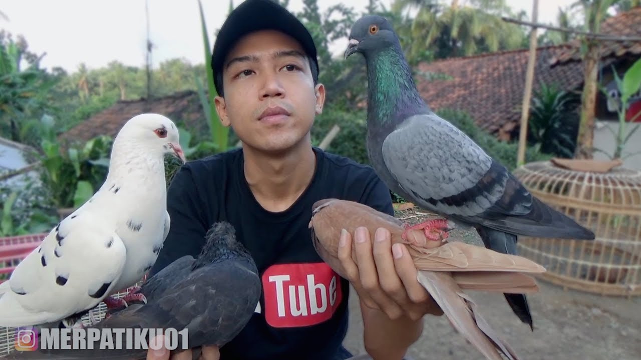 MERPATI MEGAN SELAP & BLOROK GIRING KEKET ?