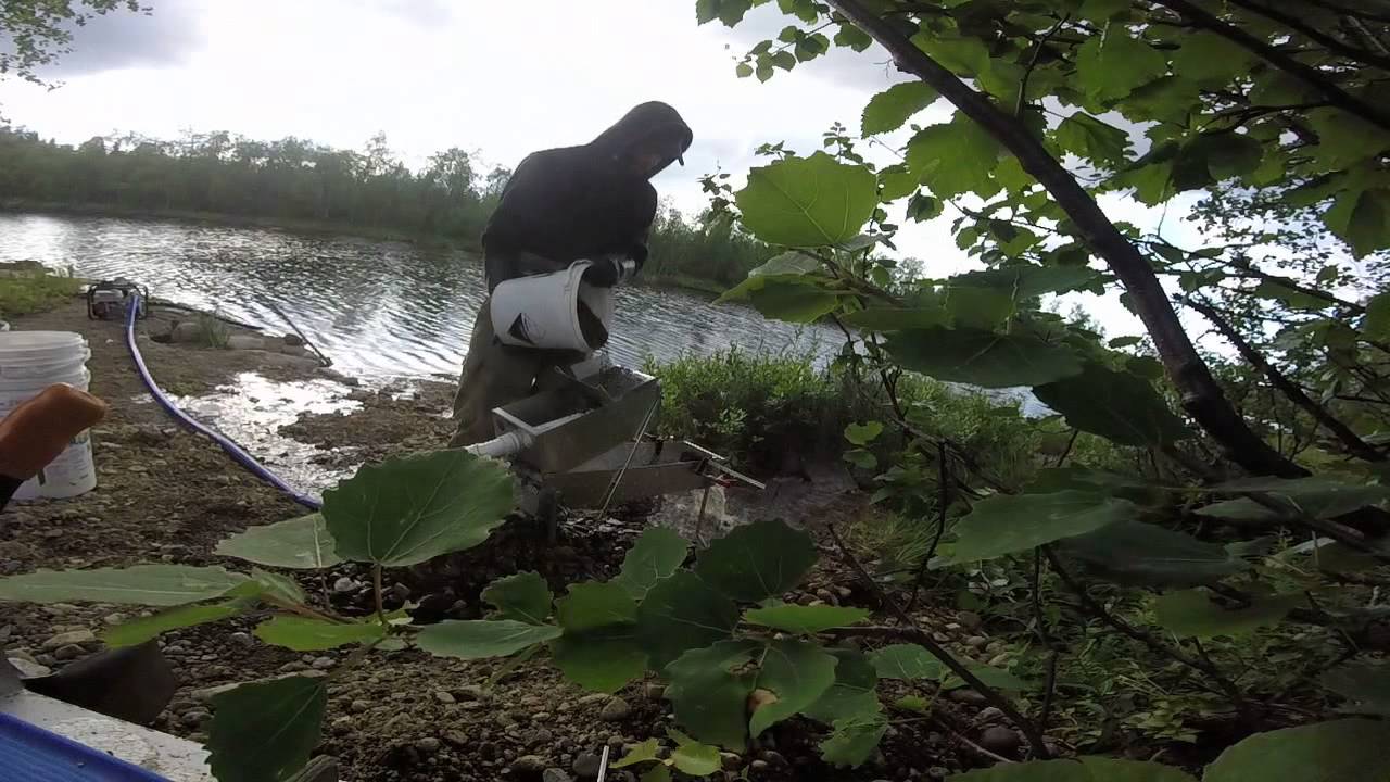 Gold diggin at Helligskogen 2015