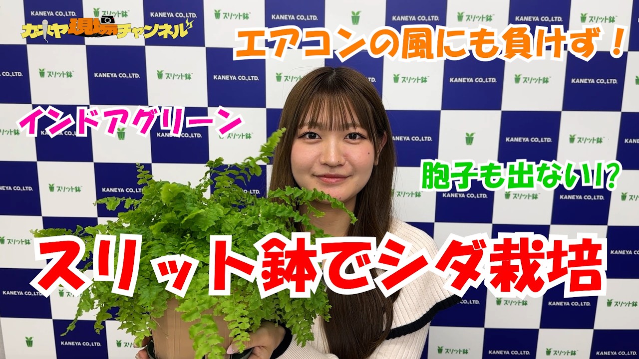 29回目！スリット鉢でシダ植物を育てるお家。スリット鉢メーカーの社員宅での管理の様子をお届け！エアコンにも負けないおススメのシダ植物！