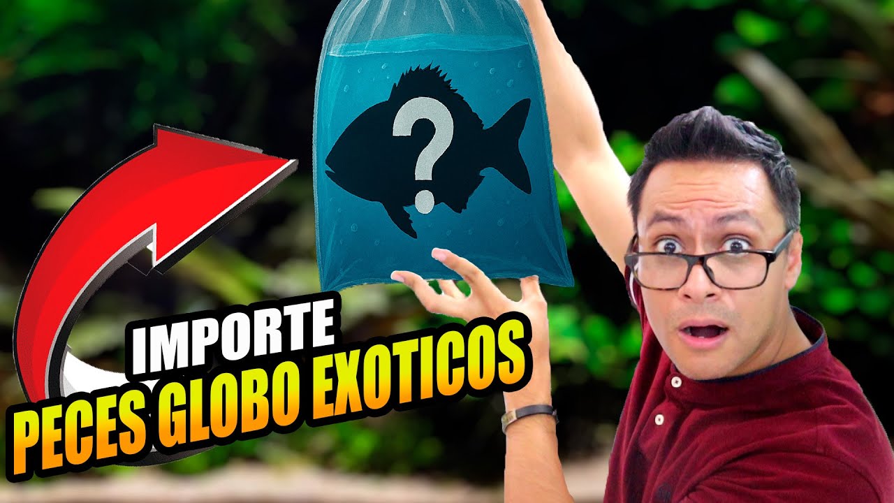 Unboxing de Peces Exóticos Importados de Tailandia 🐠✨ | Especies Raras para Acuario