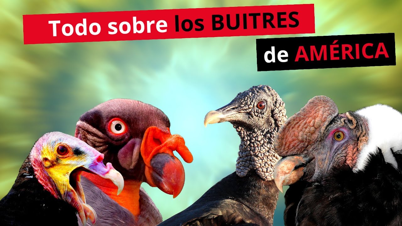 ❗♻️Todo lo que necesitabas saber sobre buitres🦅