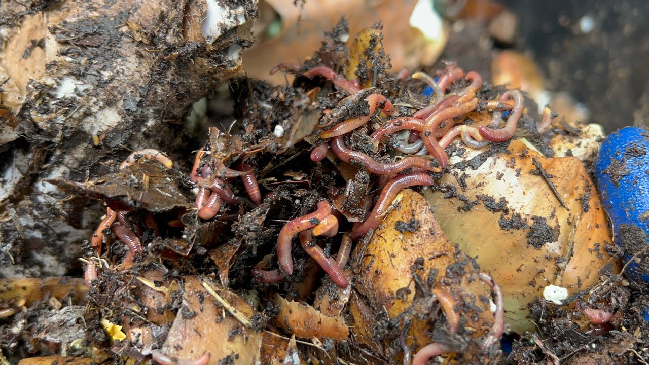 Composting with Craig Ep 280: Will 10,000+ Red Wiggler Worms Eat 20lbs of Potatoes and Onions?!