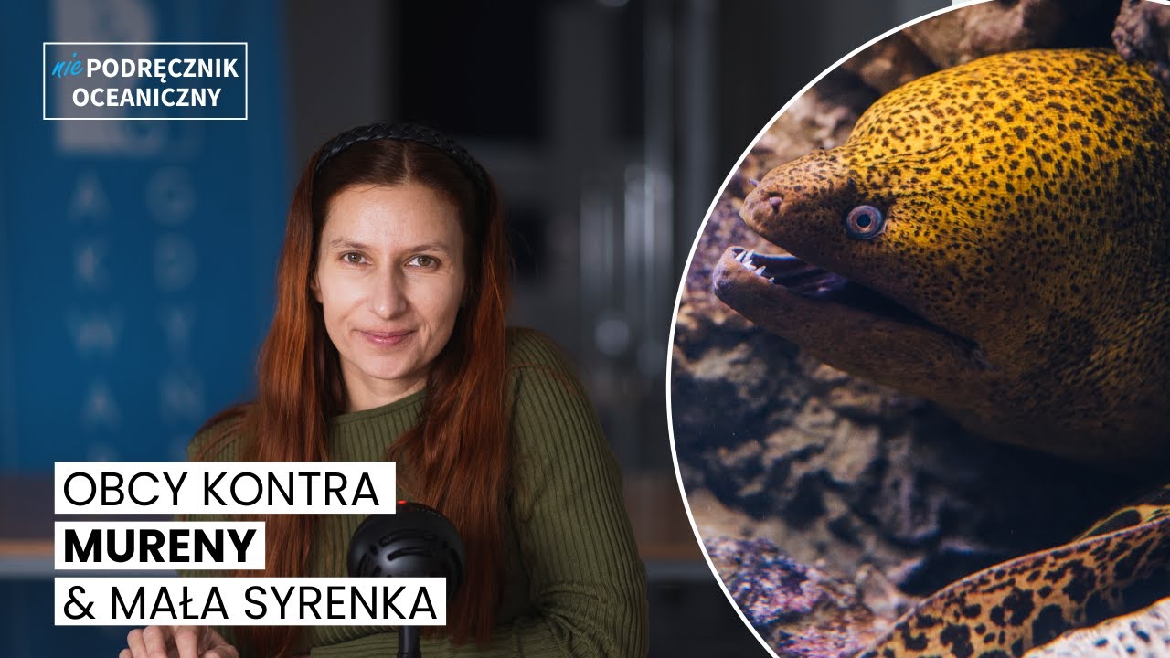 Obcy kontra murena i mała syrenka || Niepodręcznik Oceaniczny odc.178