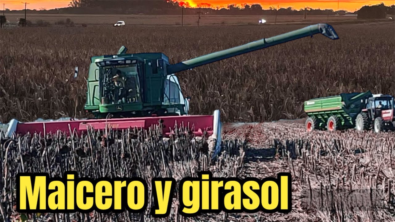 Cosechando Girasol con el Maicero
