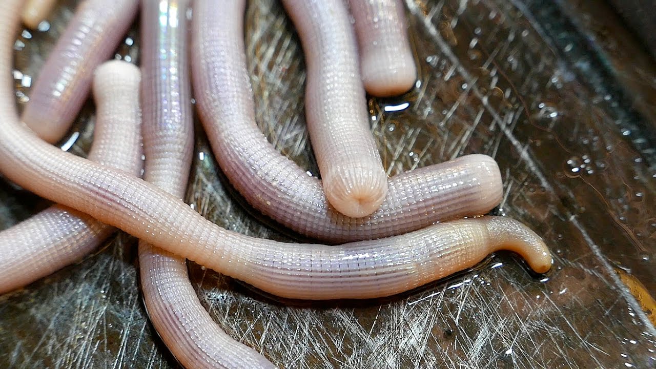 Предупреждающая графика - живые песчаные черви - китайская уличная кухня