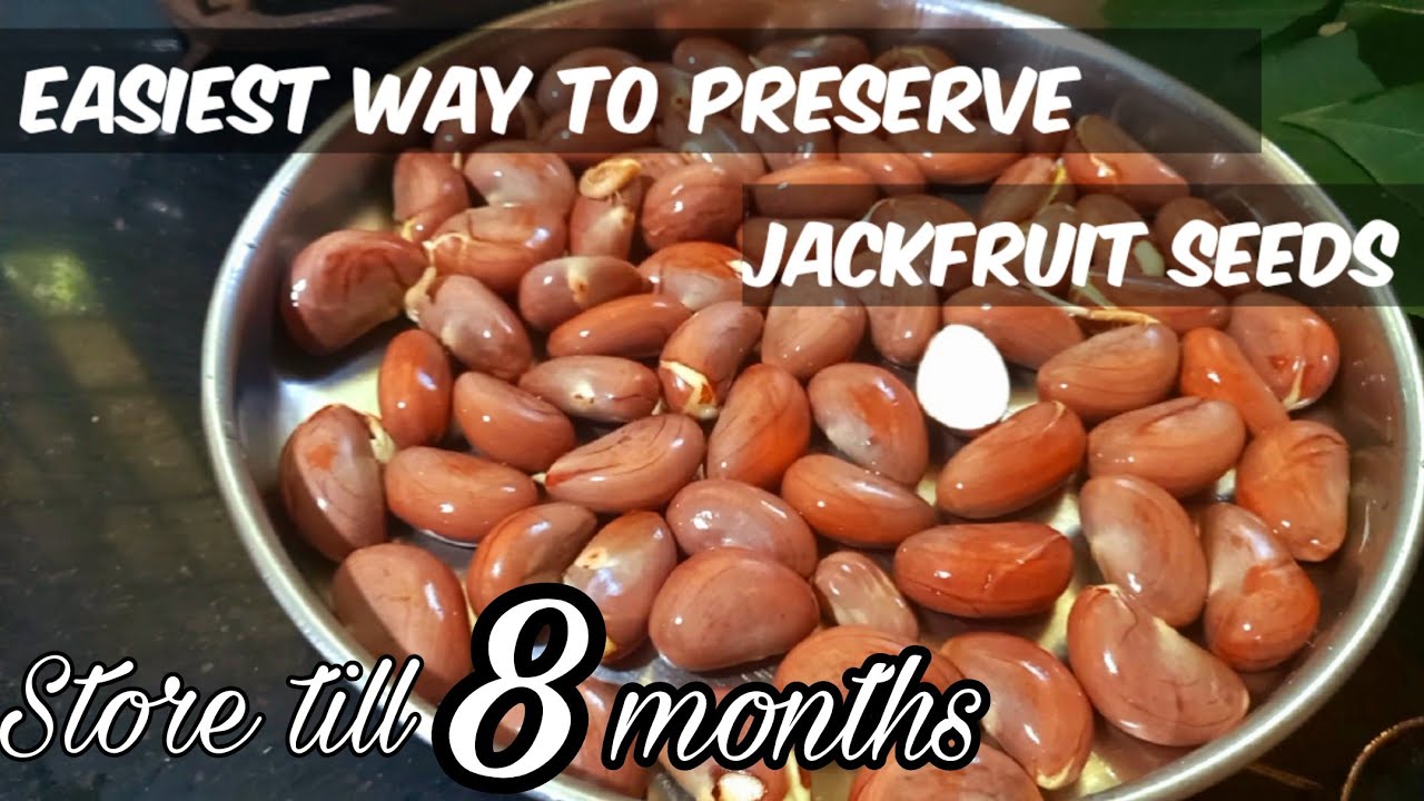 How to Preserve Jackfruit seeds for long time | preserve jackfruit seeds for long time |