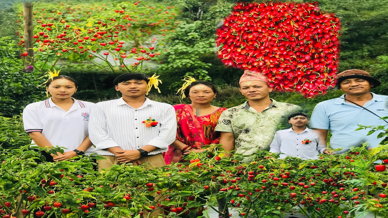 माउलो टिका लगाउनु जादा खोर्सनि बोटले नाई थाम्न नस्क्ने ७ हजार बिरुवा  😱🤫