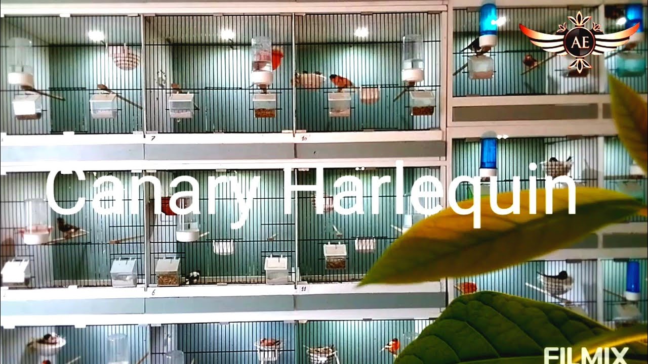 Canary,s Kanarien Canarios Portuguese Harlequin kanarya harlekin