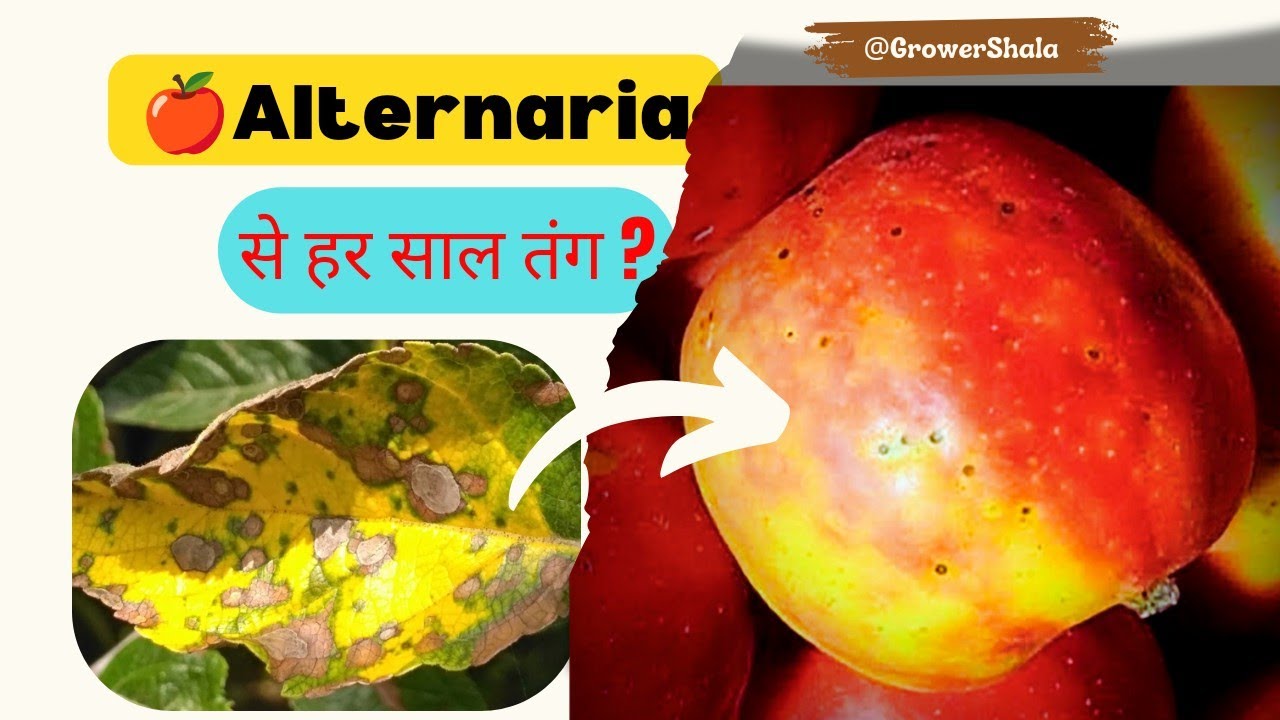 Alternaria Leaf Spot in Apple Treatment 🍎 | Causes | Apple Leaf Diseases