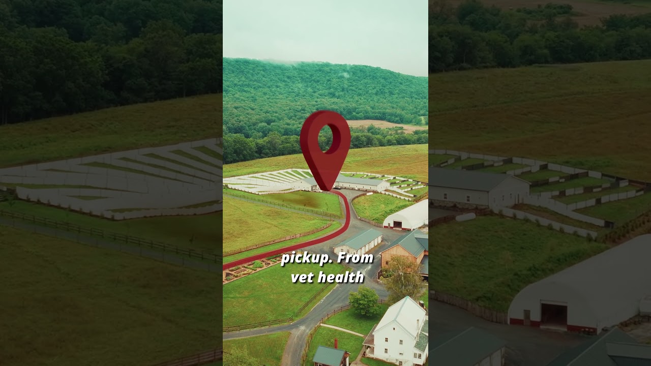 Out-of-State Pickup? Here&rsquo;s How We Help | Greenbrier Homestead Bernedoodles | Dornsife, PA