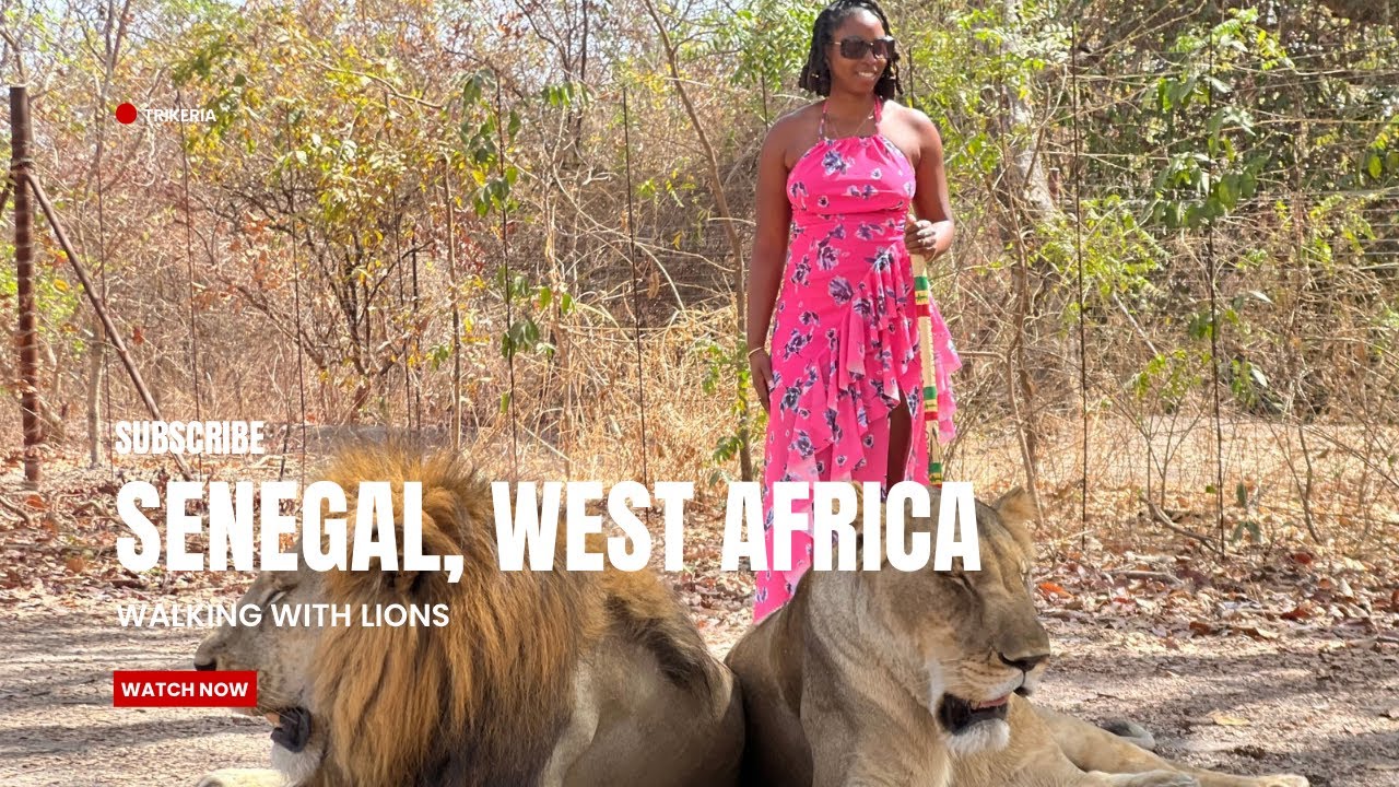 "Walking with Lions in Senegal… What Was I Thinking?!"