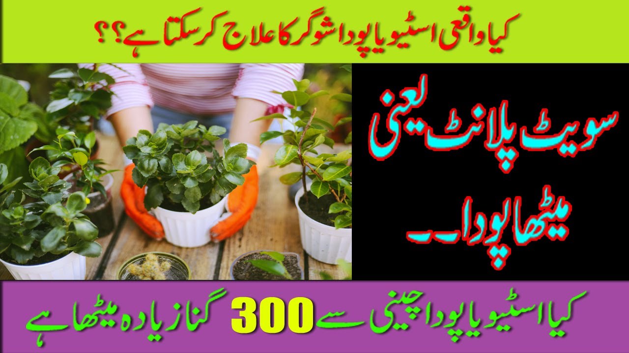 Stevia Plant | Health Benefits Of Stevia in Urdu & Hindi | Sugar Se Nijaat