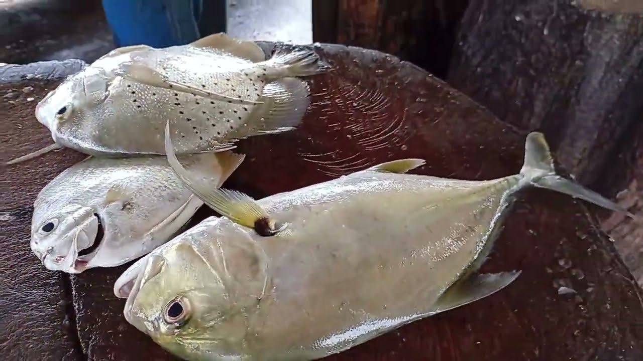 Amazing II Expert Fish Cutting #fish #fishcutting #viral #srilanka 