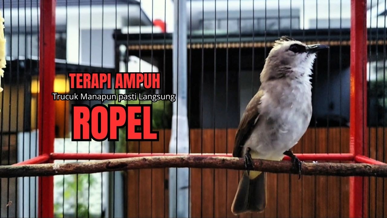 Suara Burung TRUCUKAN gacor TARUNG ROPEL PANJANG pancingan trucukan agar JADI trucuk gacor EMOSI