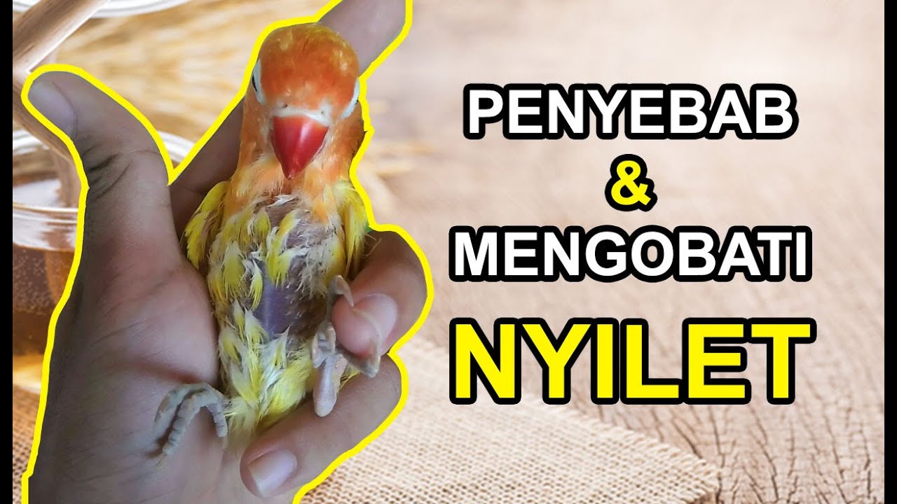 12 Penyebab Lovebird Nyilet dan Cara Mengobati dalam 7 Hari