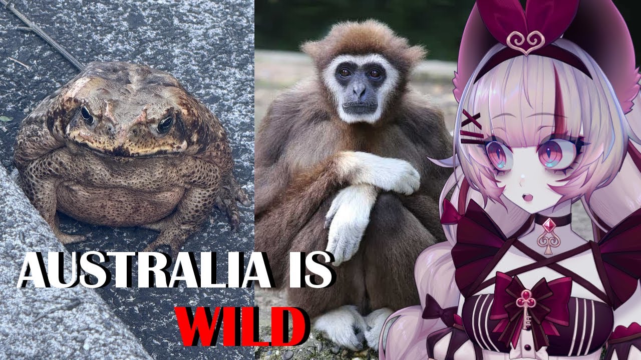 Australia is DOOMED | Casual Geographic reaction | Vtuber