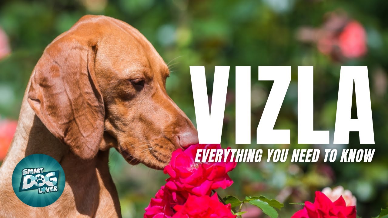 Vizsla Dog Breed Information - Are the Vizsla Affectionate as they are Protective? | Dogs 101-Vizsla