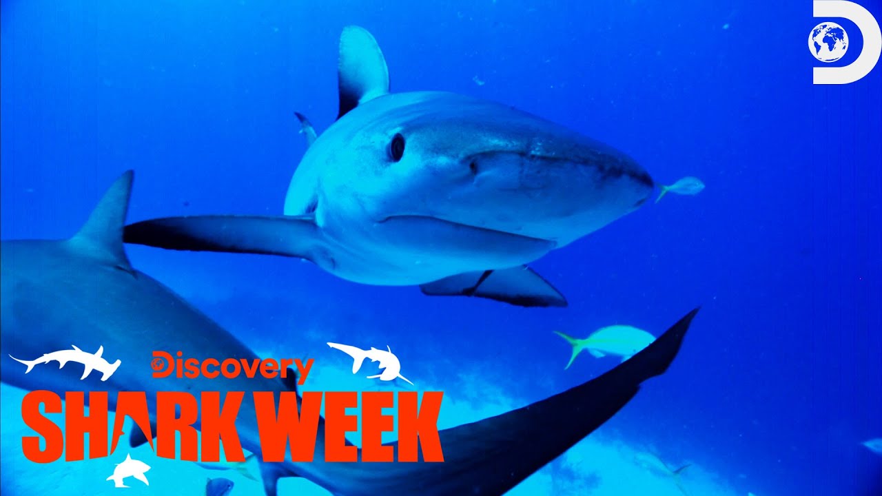 Sal from Impractical Jokers' Test of Courage: Diving with Shark Repellent | Shark Week | Discovery