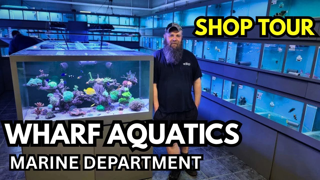 WHARF AQUATICS MARINE - Fish Shop Tour Part 2