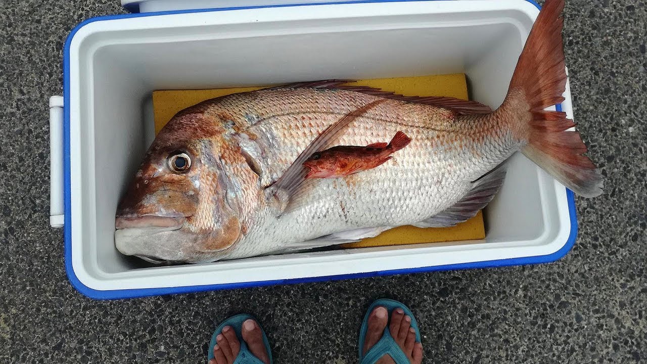大マダイの味