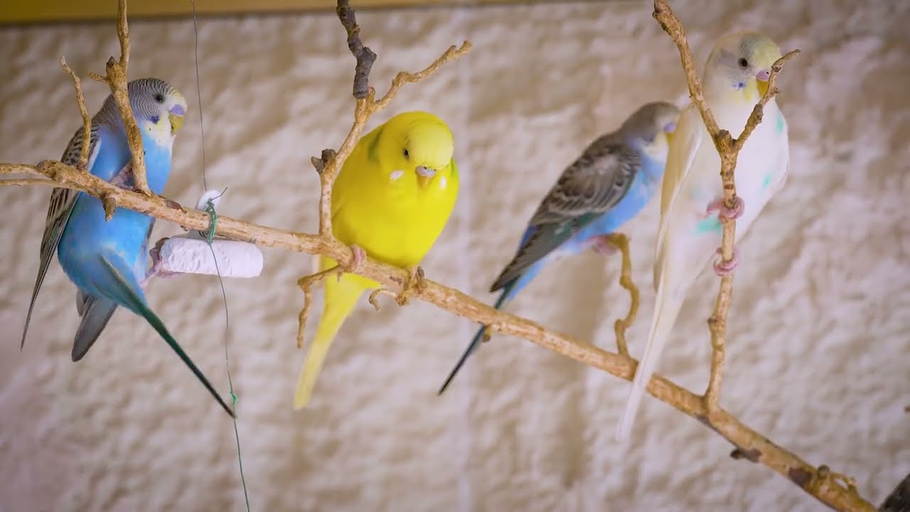 8 Hours of Happy Parakeet Songs 🐤😊