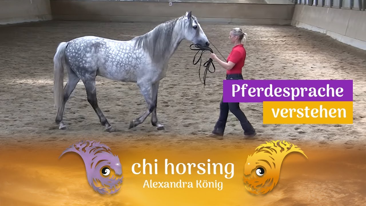 Pferdesprache verstehen. H&auml;ttest du es gewusst?