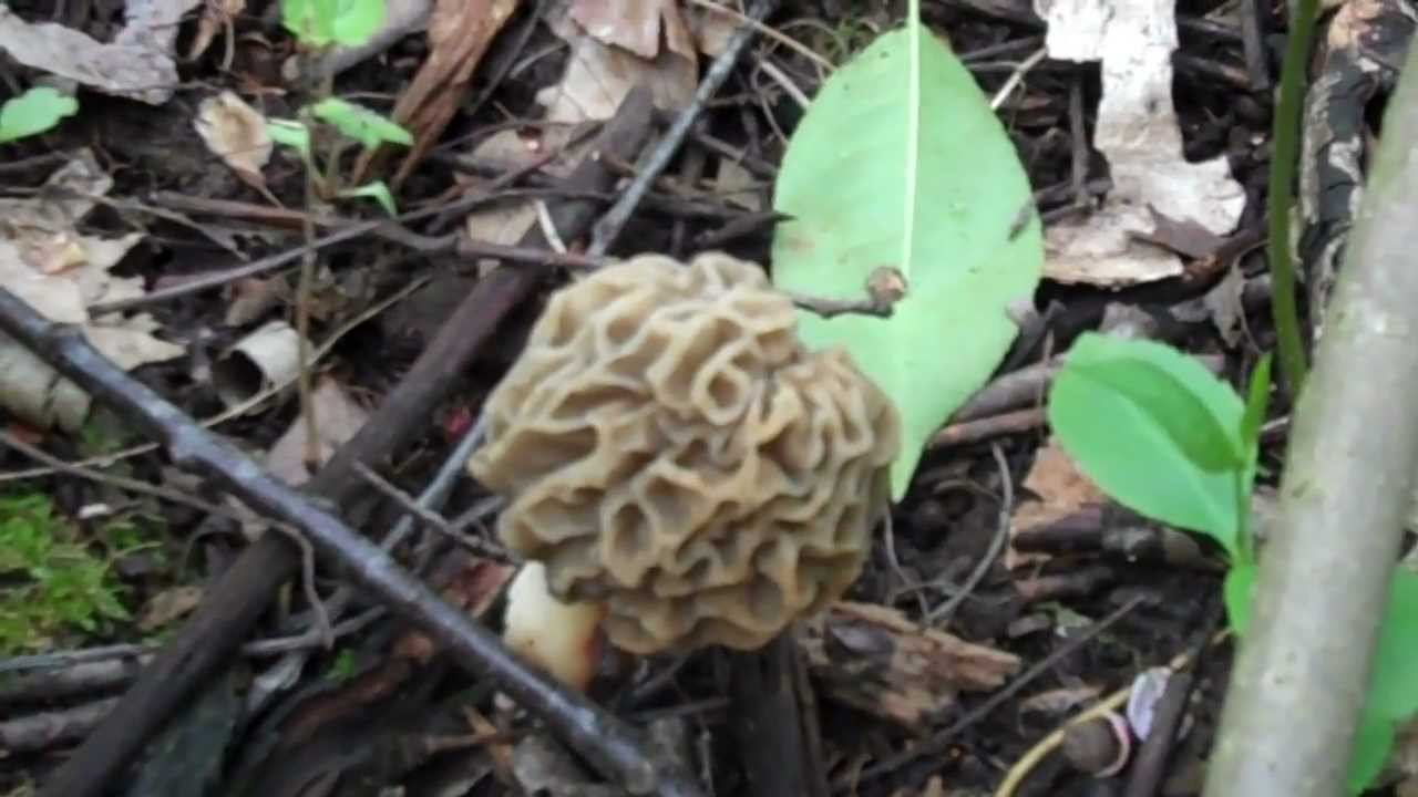 More Morels and where to look