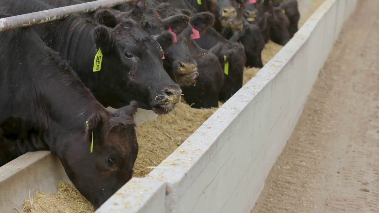 Hy-Plains Feed Yard wins CAB honors