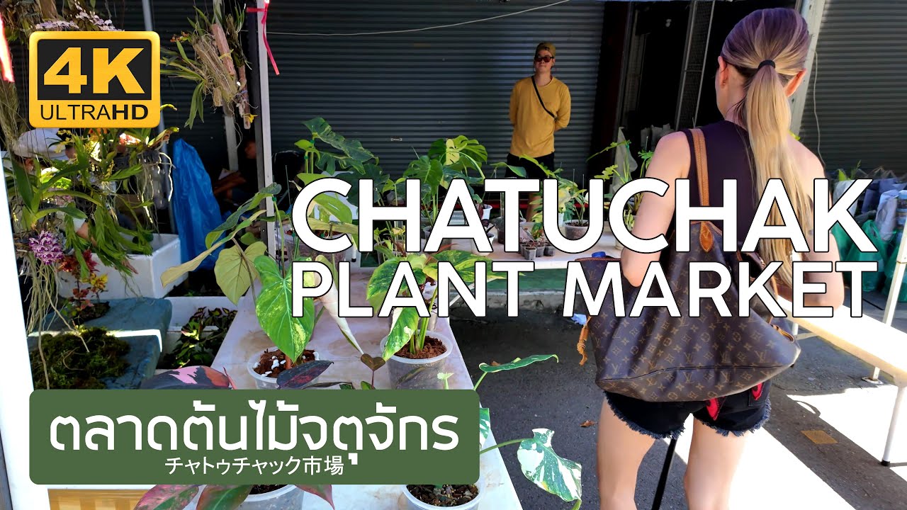 ตลาดต้นไม้จตุจักร 19 กุมภาพันธ์ 2569 Chatuchak Plant Market February 19th, 2026 チャトゥチャック市場 バンコク タイ