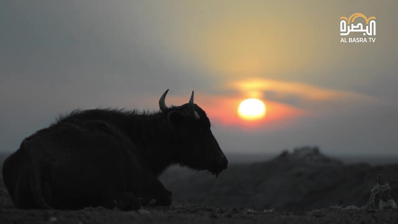 الفيلم الوثائقي 