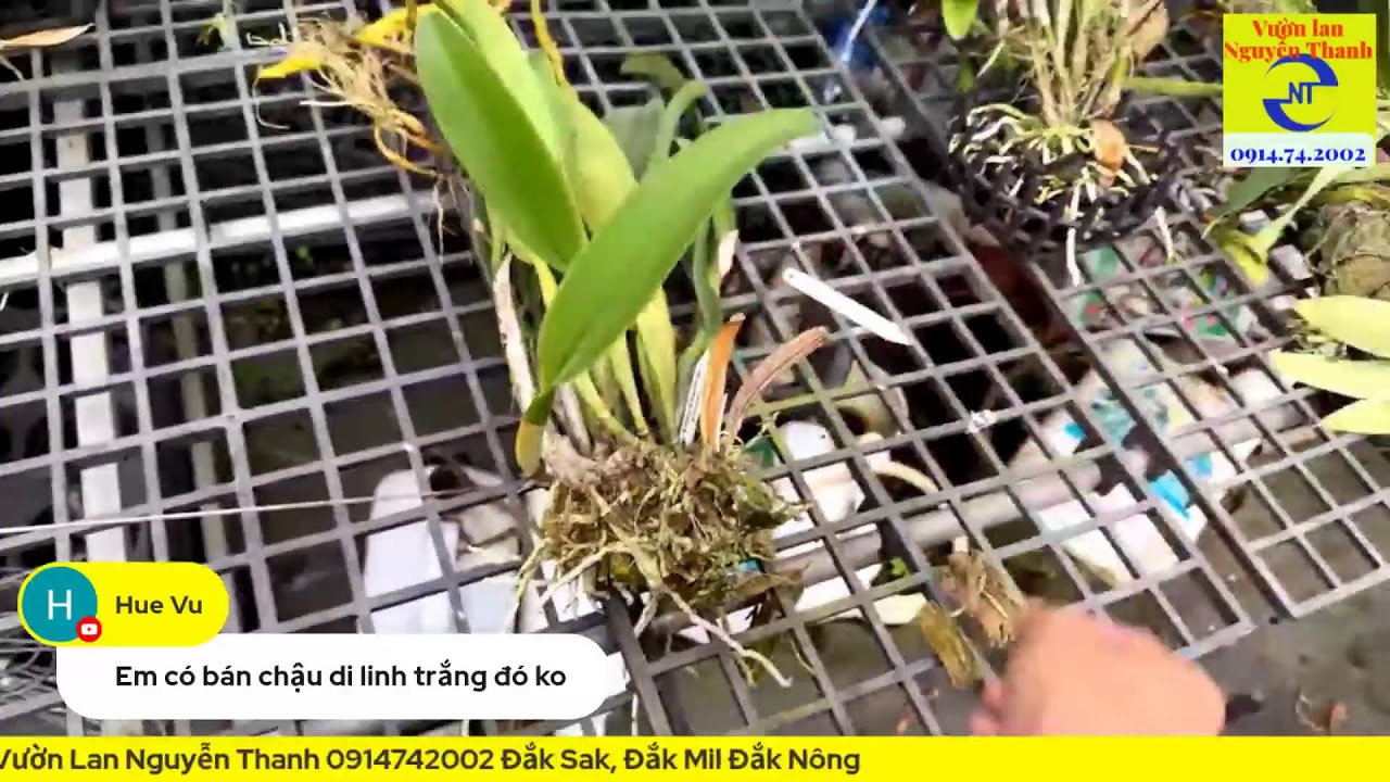 Tham quan vườn lan Nguyễn Thanh mùa đông
