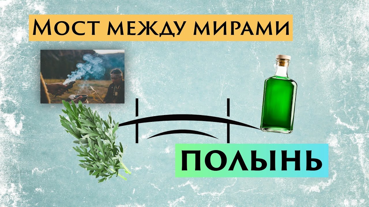 ПОЛЫНЬ (Artemisia) сопровождает человека с начала времён | От древних ритуалов до Нобелевской премии