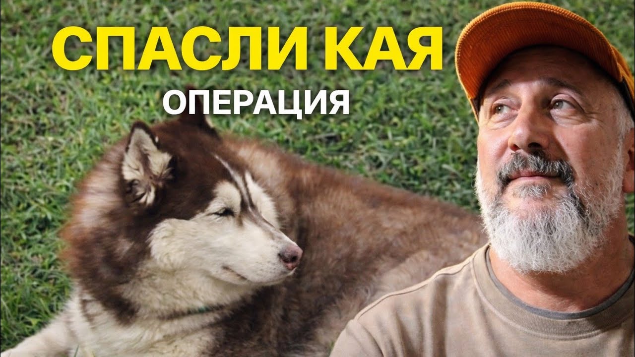 Сколько стоит вылечить собаку или операция в день переезда