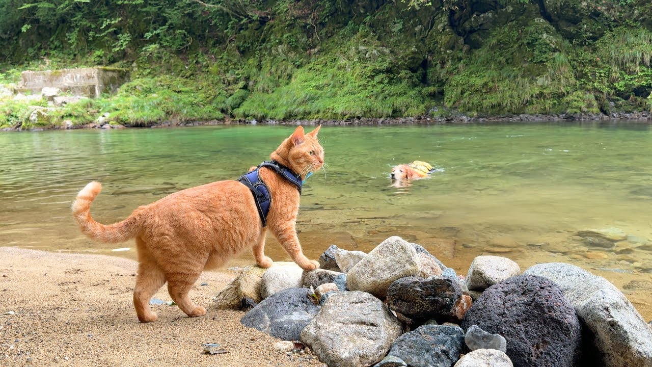 【猫キャンセル界隈】初めて行った秘境でもとんでもない行動をする愛猫が可愛いw