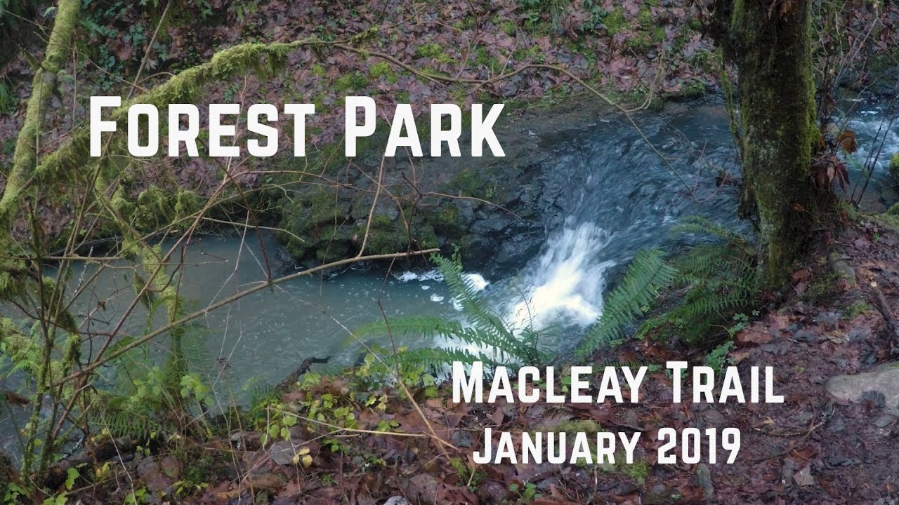 Macleay Trail - Forest Park, Portland, OR - (January 2019)