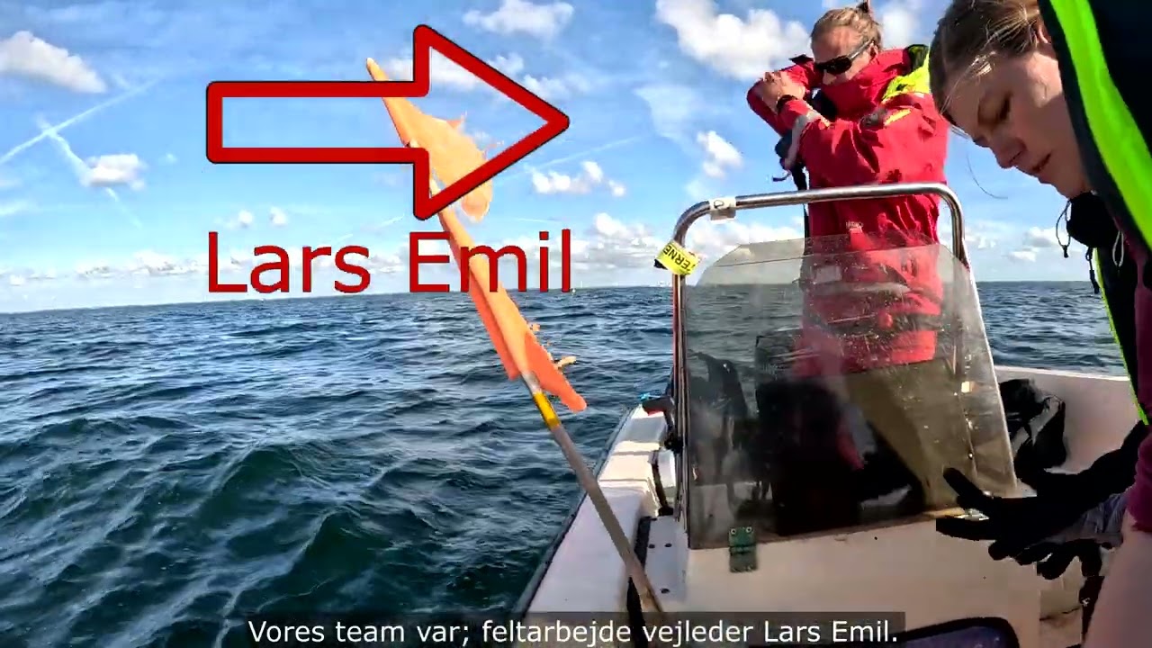NGOs and universities rebuilding marine life: fieldwork on reef restoration in the Køge Bay.🌊🐠