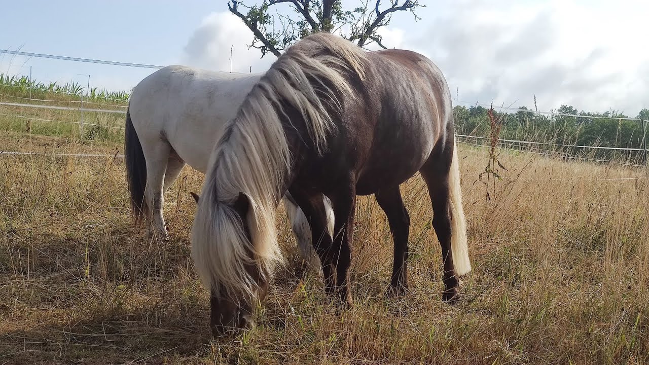 Pferde Beobachtungen beim Spielen und der Kommunikation, an unseren Hengsten #pferde #pony