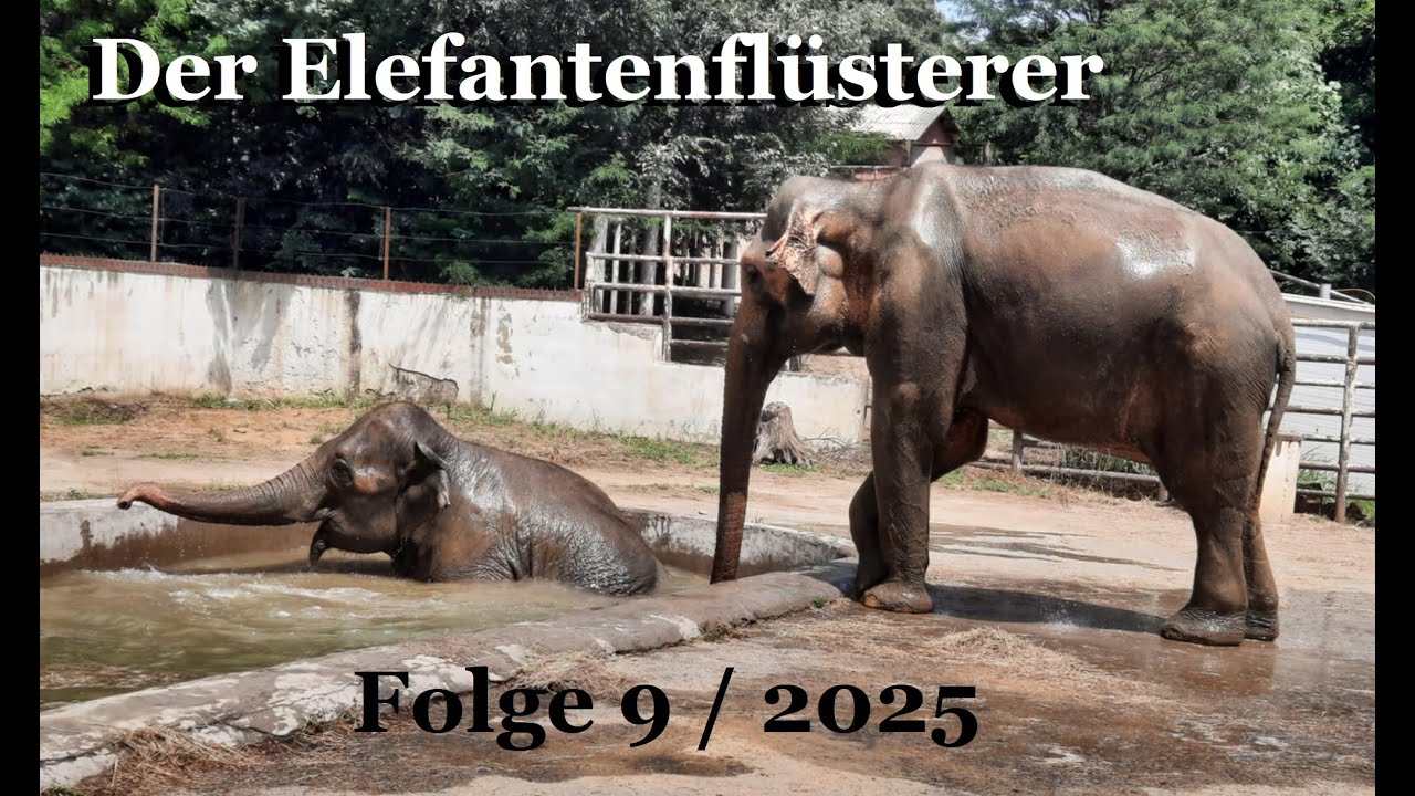 Der Elefantenflüsterer: Folge 09 / 2025 - Jeder Tag ein großer Tag.
