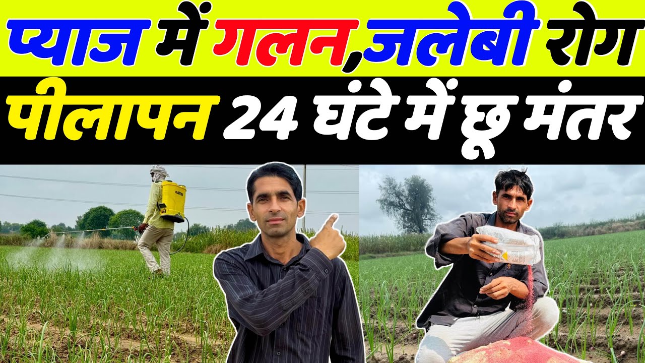 Sure cure for Jalebi disease, melting, yellowing in onion | Jalebi disease in onion | Onion spray | Onion farming