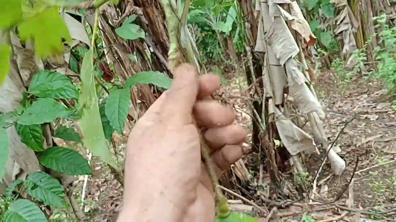 Alpukat jumbo depuis berbuah