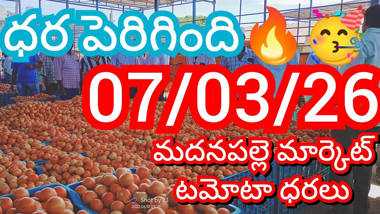 07-03-26 Madanapalle Tomato Market price Today || Today Tomato Market Rate in Madanapalle #today