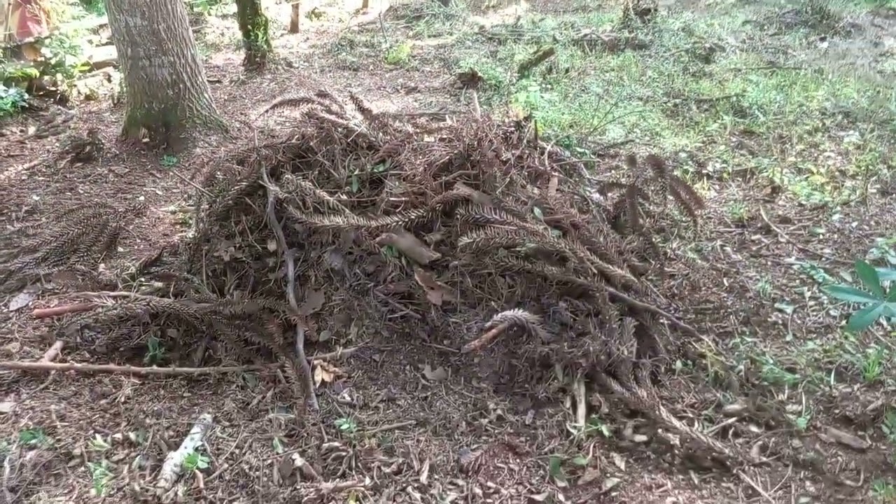 ch&aacute;cara Nova esperan&ccedil;a  palmito  abapan