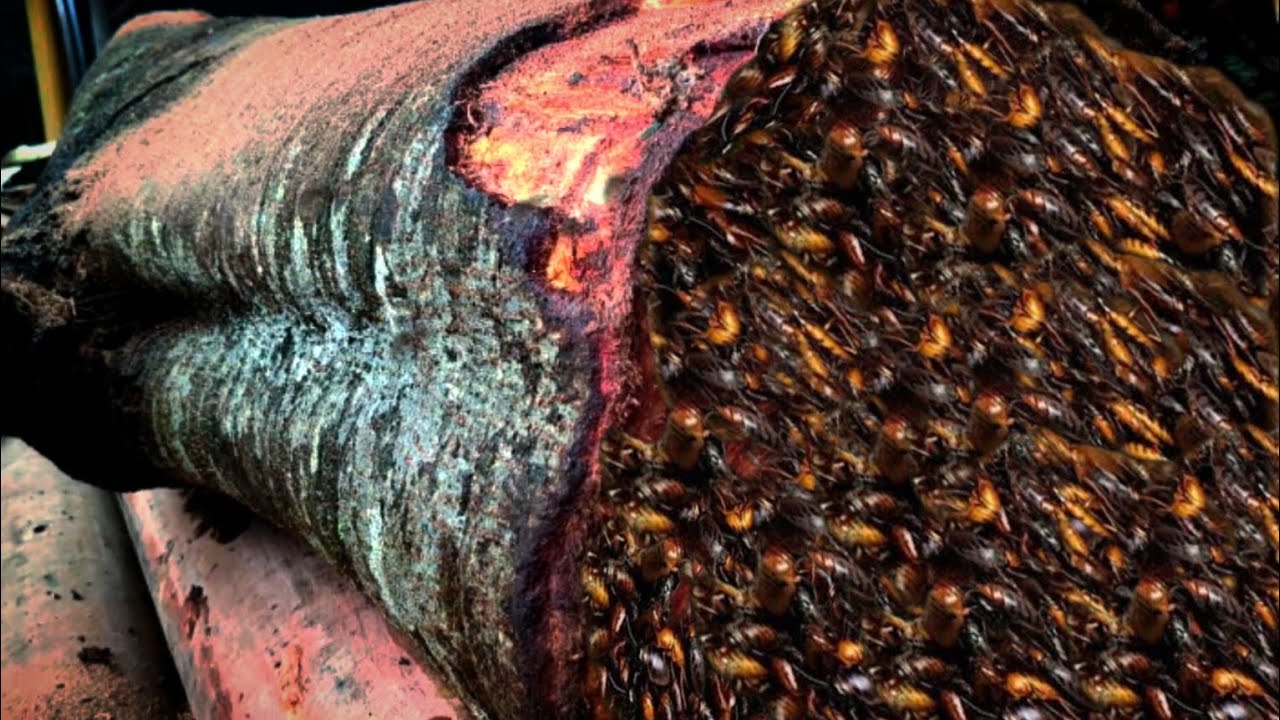 Wood Saw Blade Nearly Broke at the Sawmill because this log
