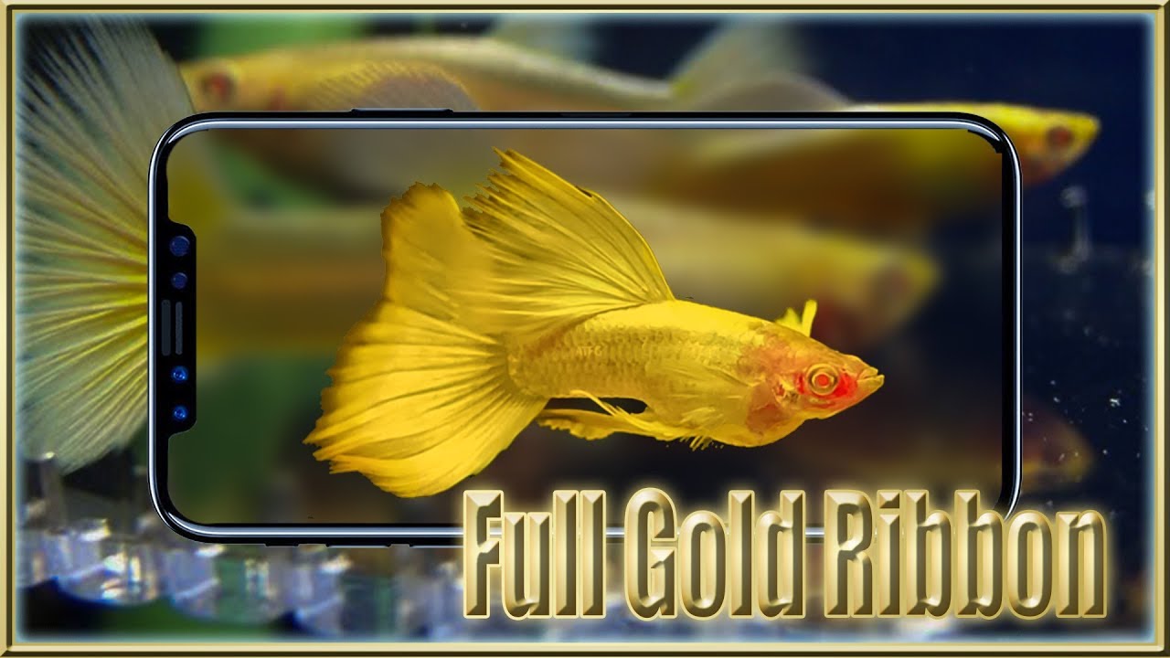full gold ribbon