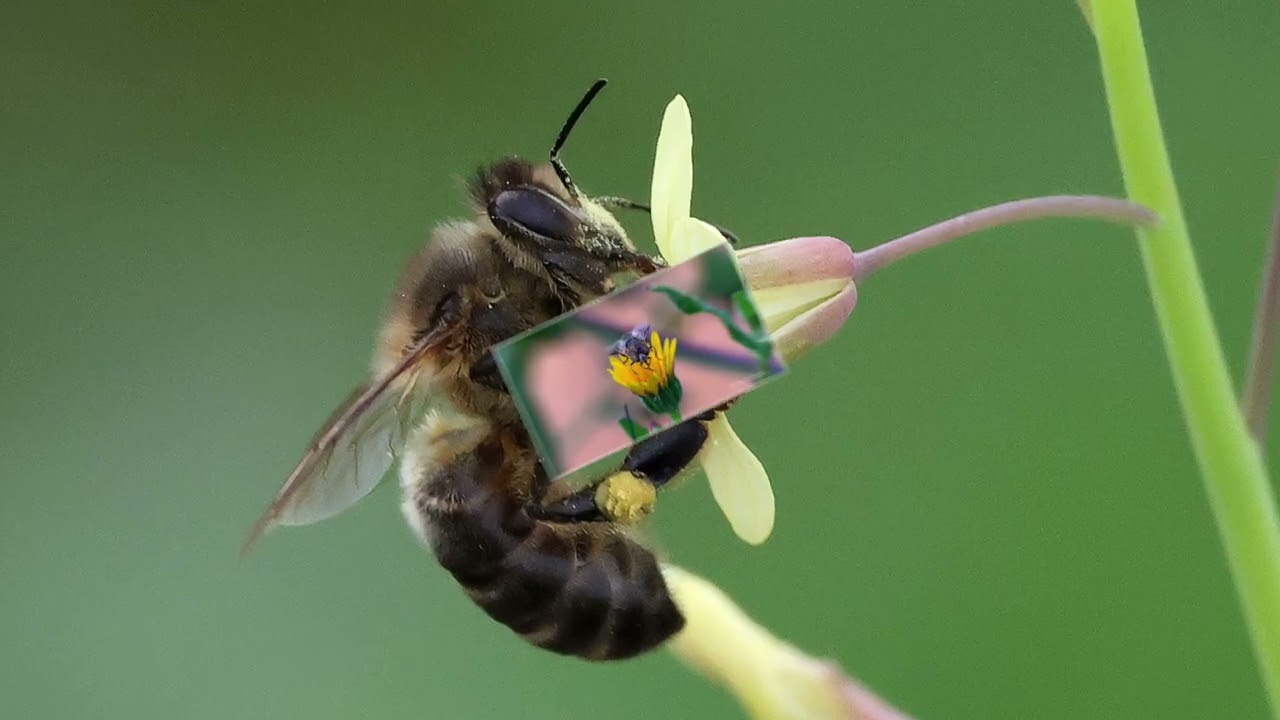 Winter Flowers and Insects January 2026