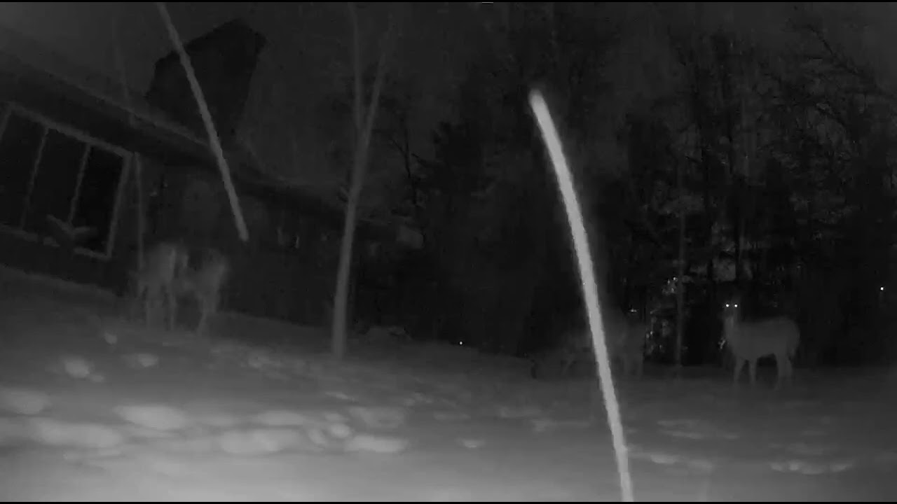 The Deer On The Far Right Is Looking Up At The Sky? #whataretheythinking #doe #deer 